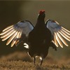 Black grouse Tetrao tetrix, male displaying at lek in early morning light, Scotland, April